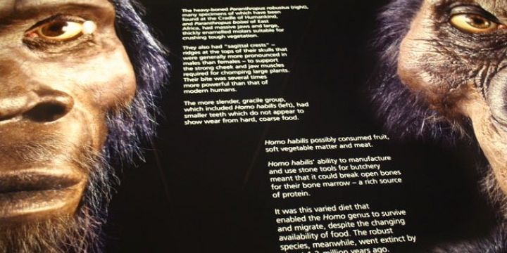 Two Apes Exhibit