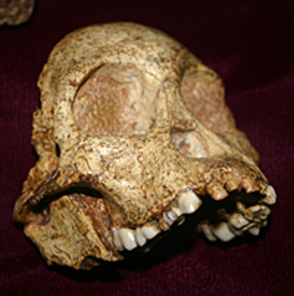 Taung Child