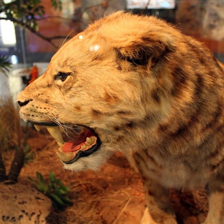 Sabre Tooth Cat