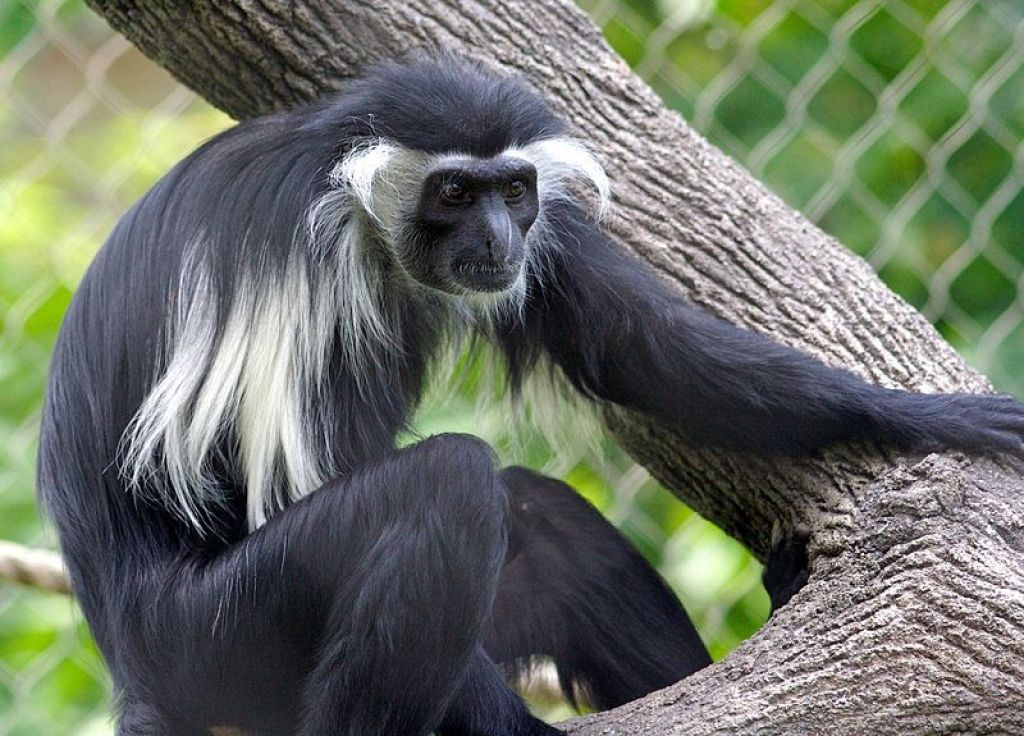 800Px Colobus Angolensis