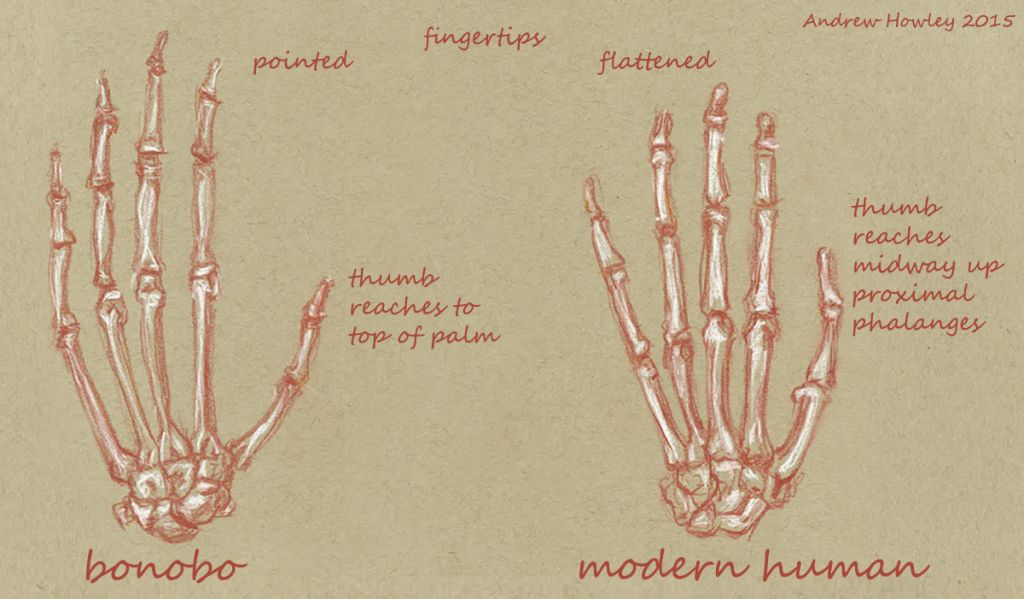 Naledi Hand Comparison Text