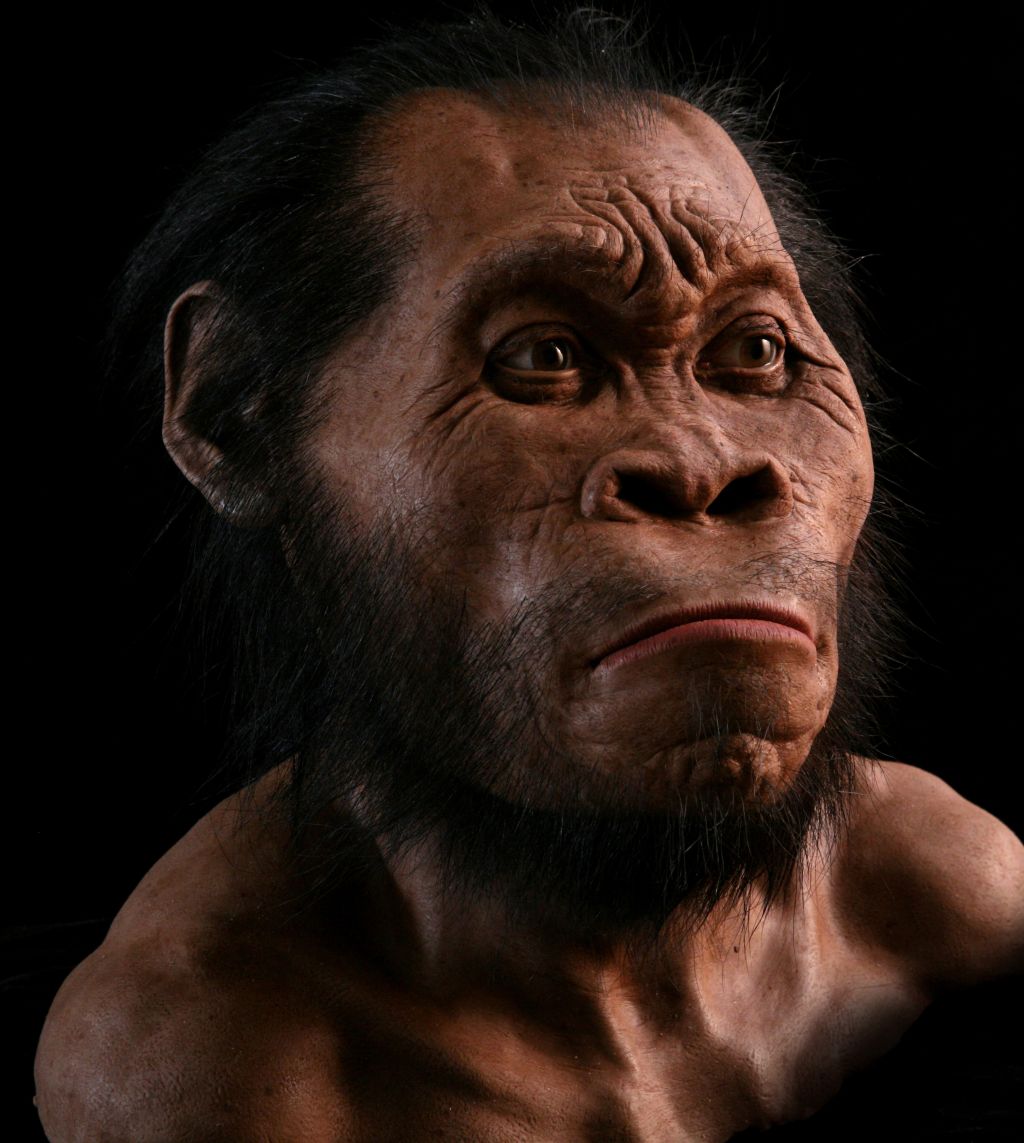 H Naledi Reconstruction Img 2355A Hires