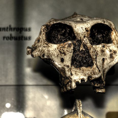 Paranthropus Robustus