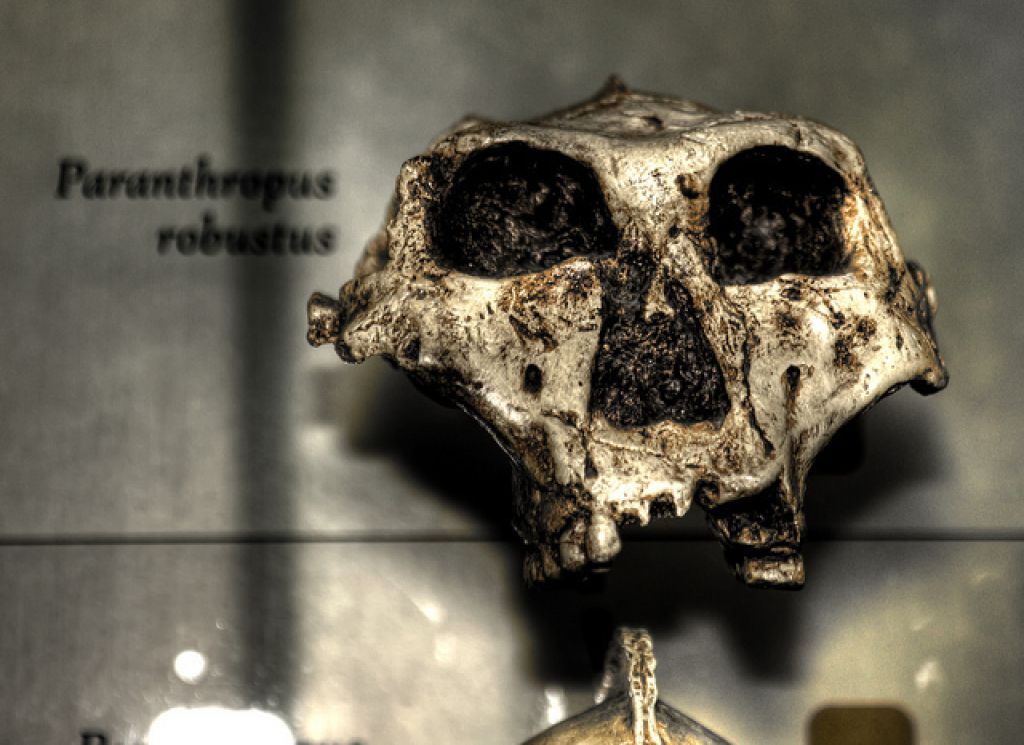 Paranthropus Robustus