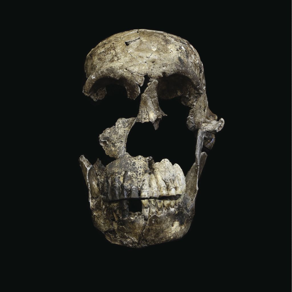 (6) Neo Skull Frontal View