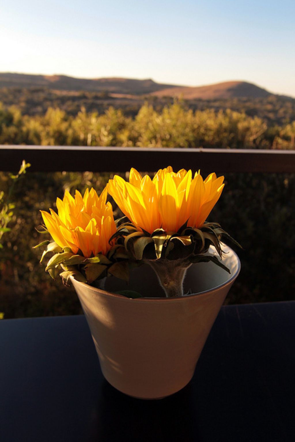 Earth Hour 2012 Yellow Flower