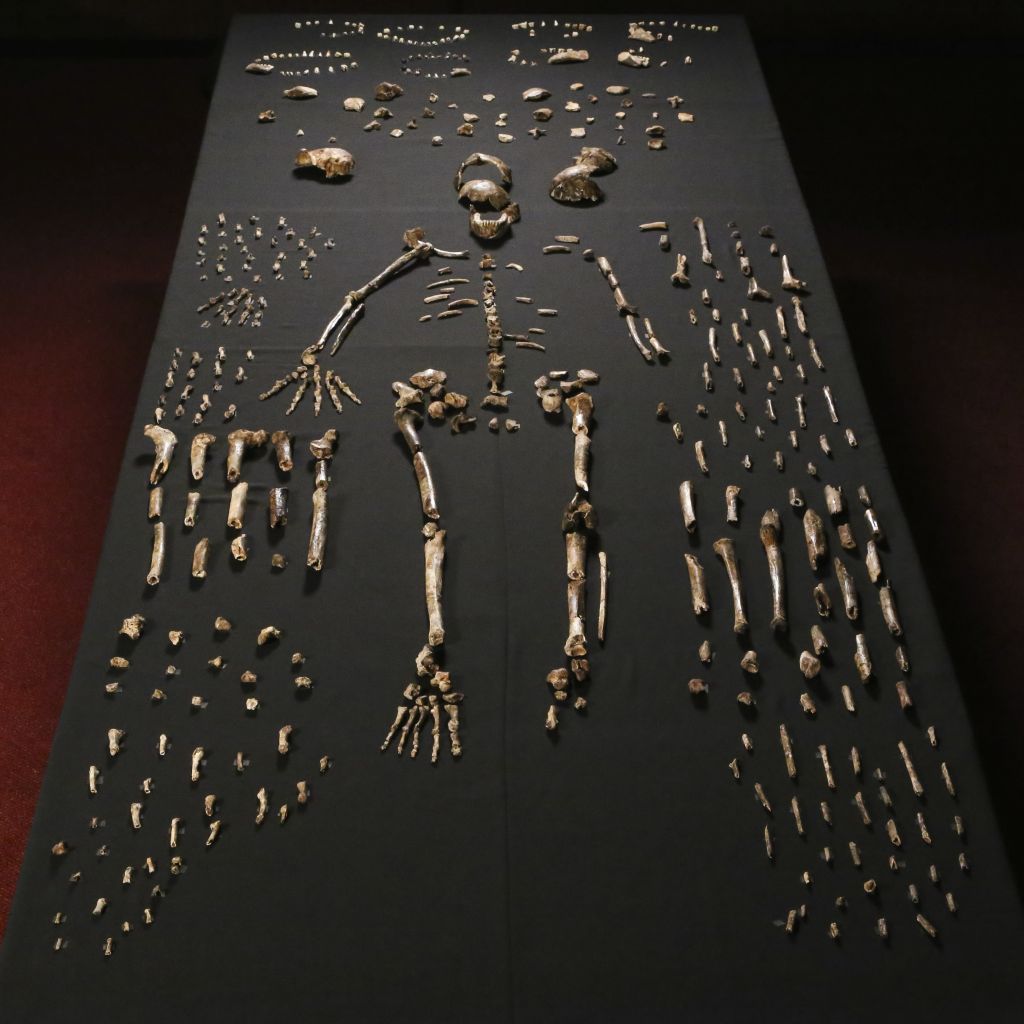 (1) Homo Naledi  Cc John Hawks Wits University