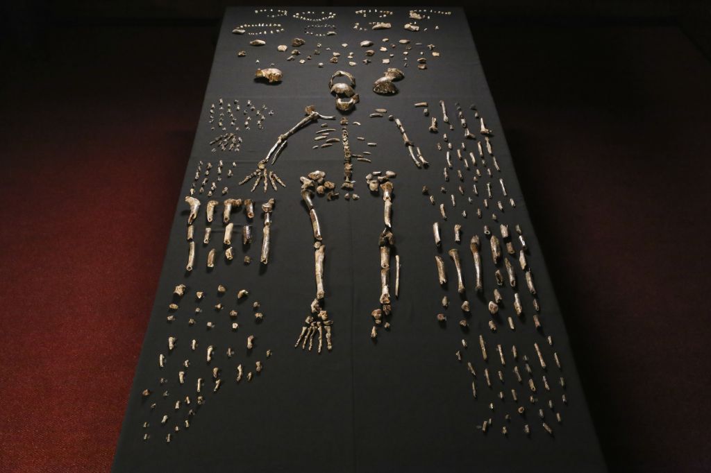 (1) Homo Naledi  Cc John Hawks Wits University 1